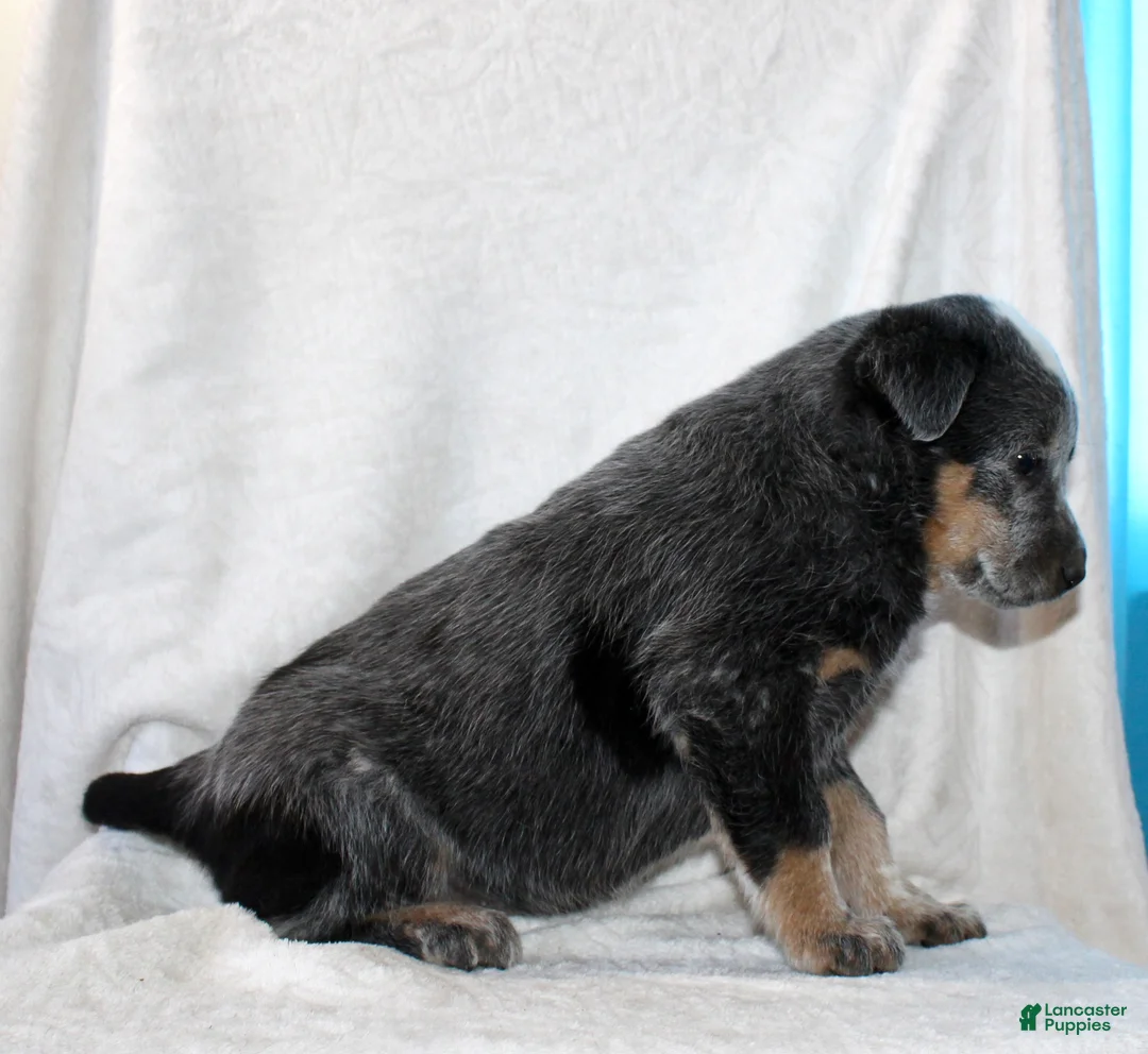 Australian Cattle Dog dogs for sale: Lewy - Ad 3
