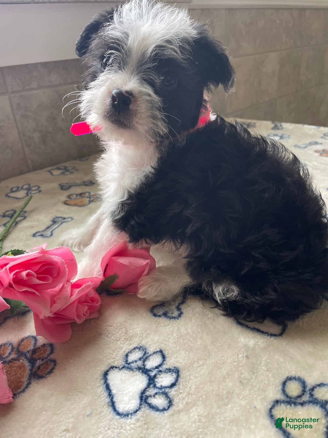 Mixed Breed dogs for sale: Waffles - Ad 2