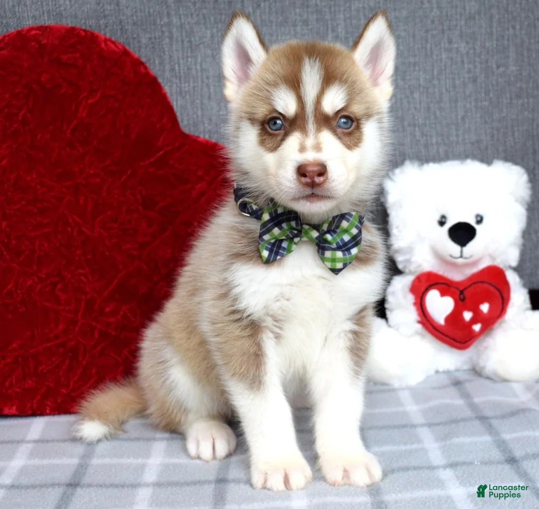 Siberian Husky dogs for sale: Clifford - Ad 9