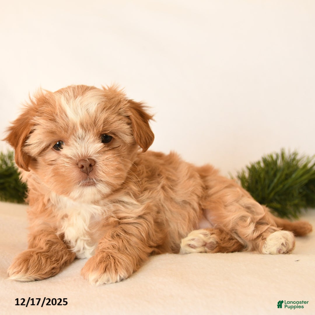Shorkie dogs for sale: Honey - Ad 3