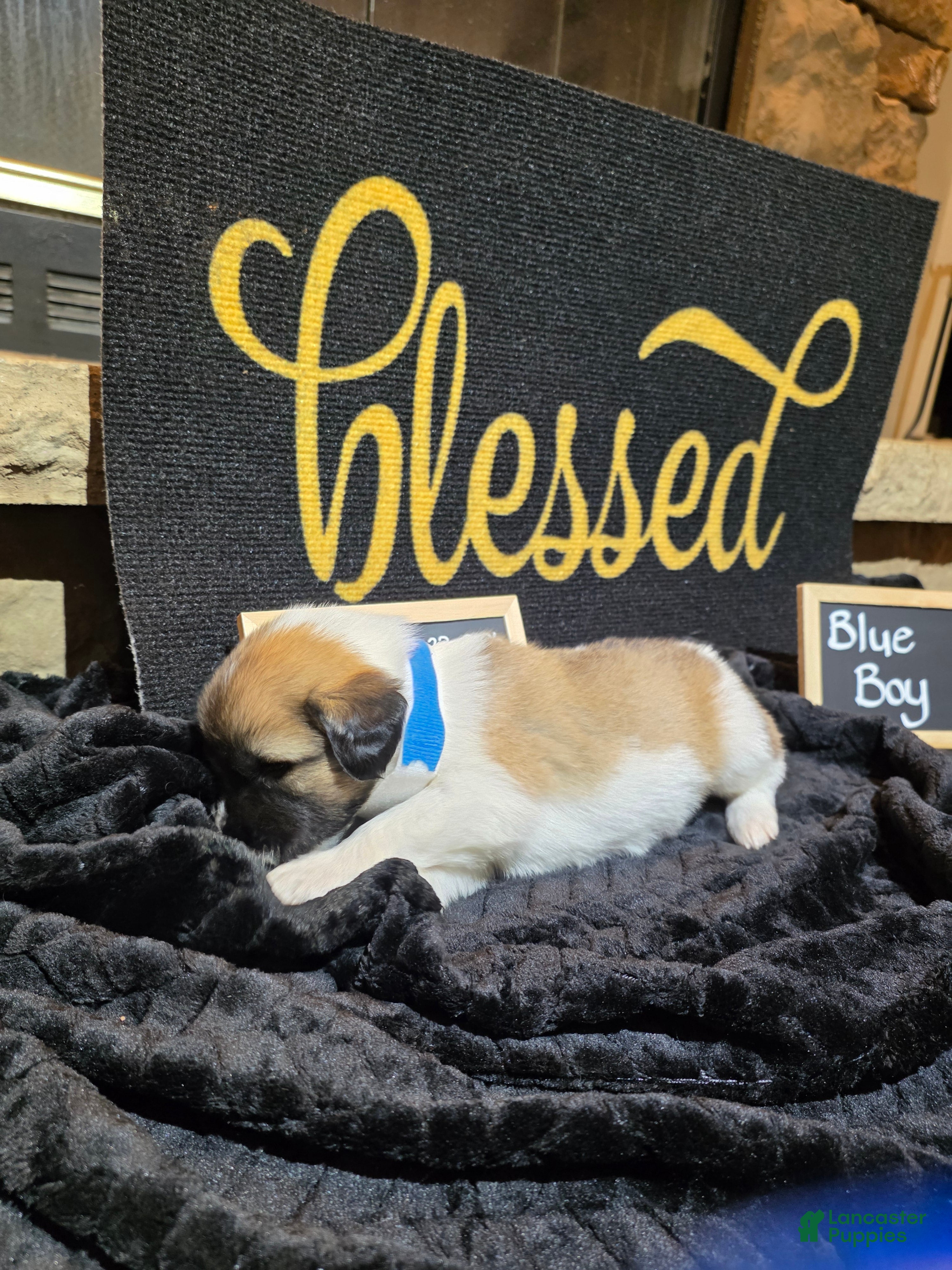 Mixed Breed dogs Blue Boy - Ad 1