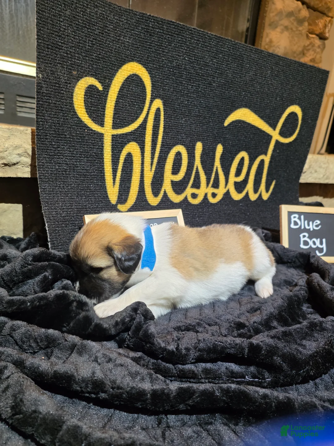 Mixed Breed dogs for sale: Blue Boy - Ad 1