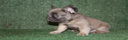 French Bulldog dogs for sale: French Bulldog 5 - Ad 10