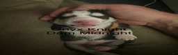 Siberian Husky dogs for sale: Onyx Knight - Ad 3