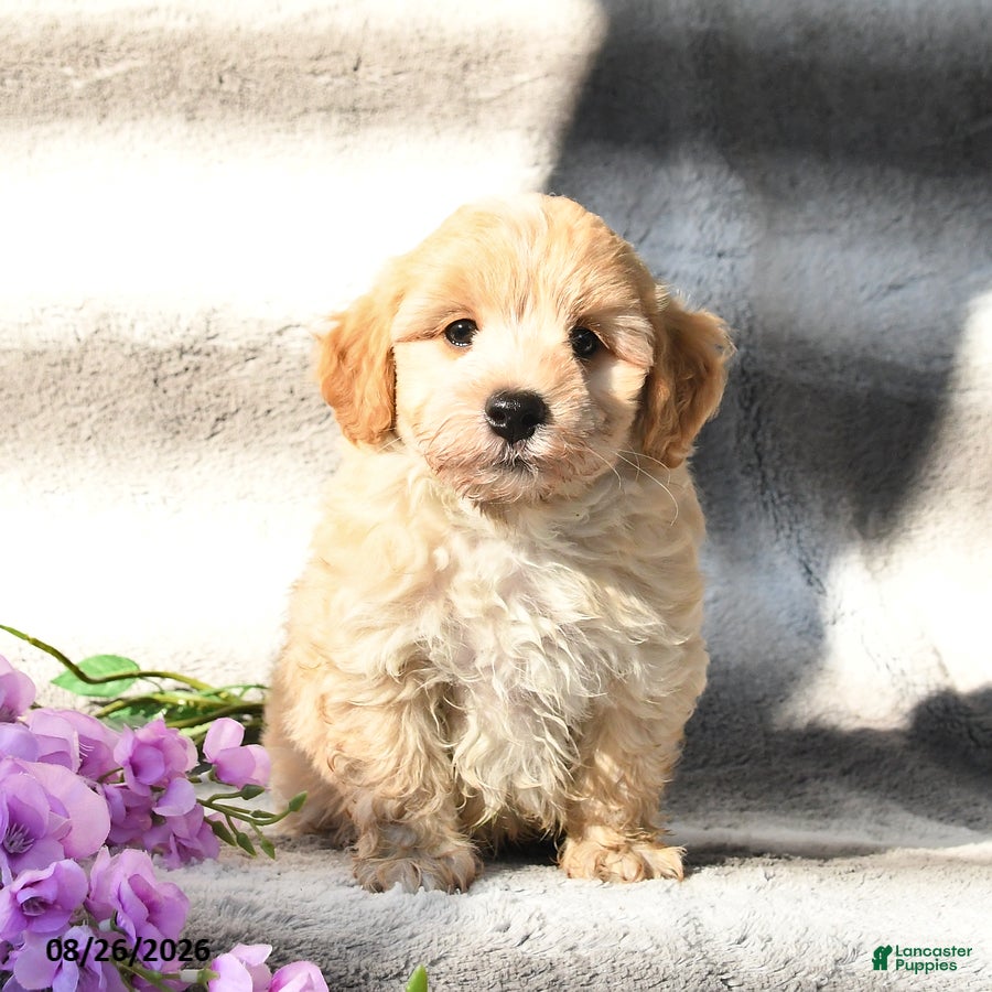 Maltipoo dogs Skipper - Ad 2