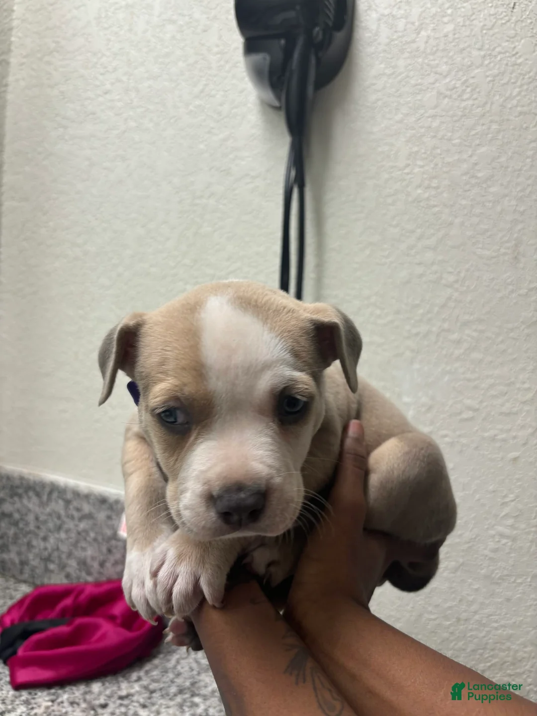 Gallery Image {{count}}