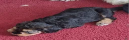 Bernedoodle dogs for sale: Bernedoodle 9 - Ad 3