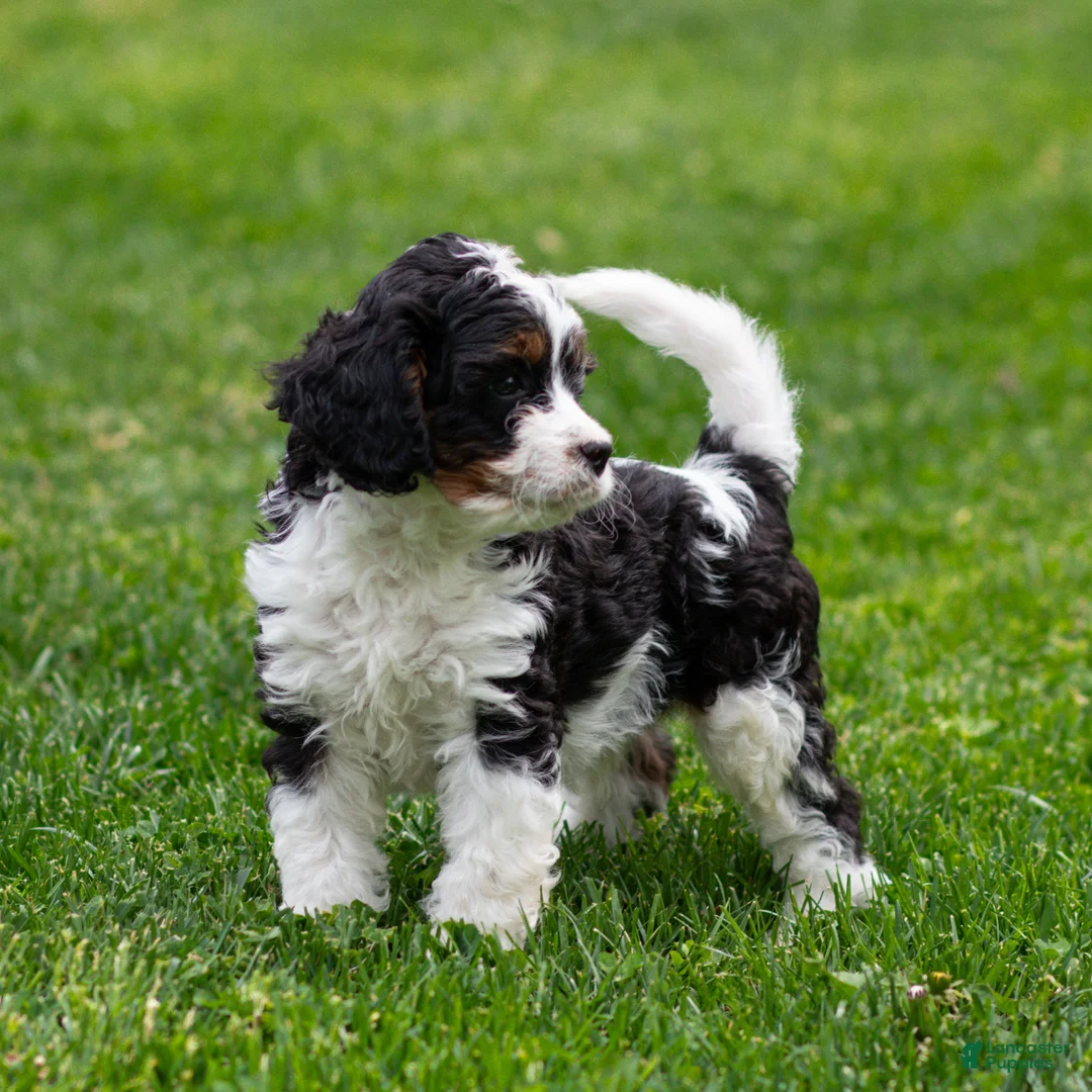 Cavapoo dogs for sale: Echo Cavapoo Puppy  - Ad 2