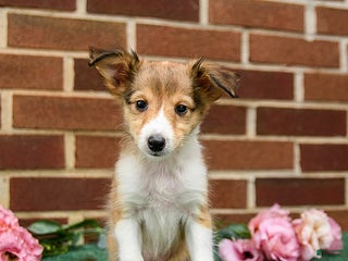 Shetland Sheepdog dogs - Ad 4