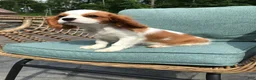 Cavalier King Charles Spaniel dogs for sale: Cavalier King Charles Spaniel 1 - Ad 7