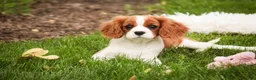 Cavalier King Charles Spaniel dogs for sale: Izzy - Ad 4