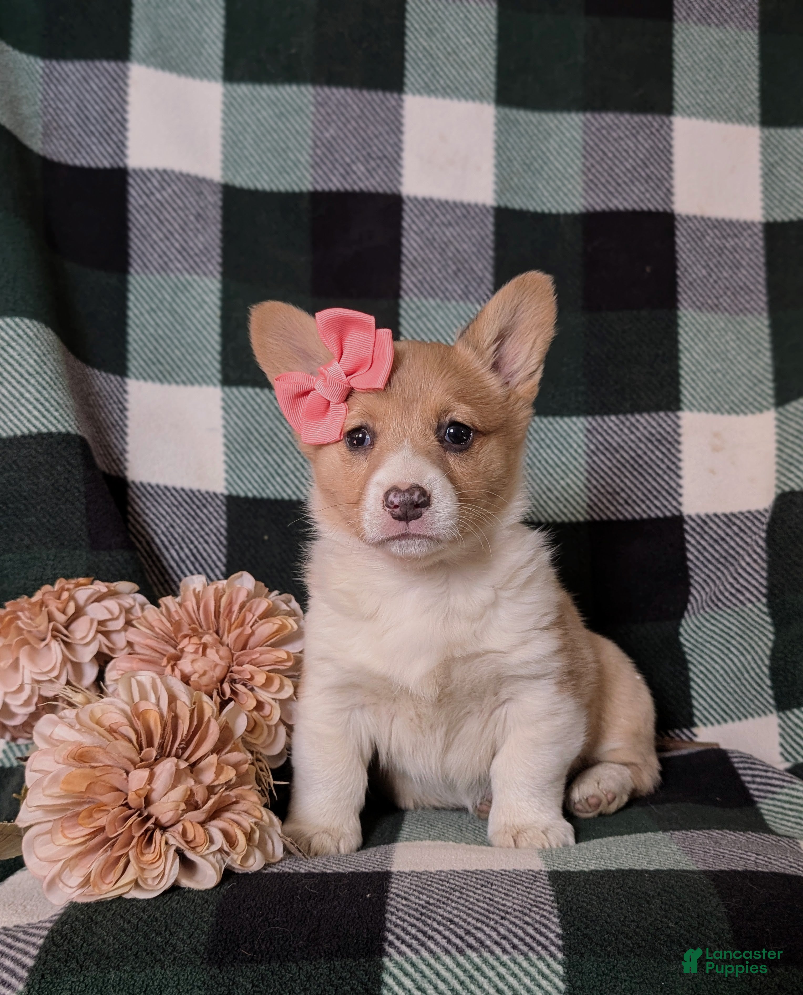 Welsh Corgi Pembroke dogs Jillian - Ad 1