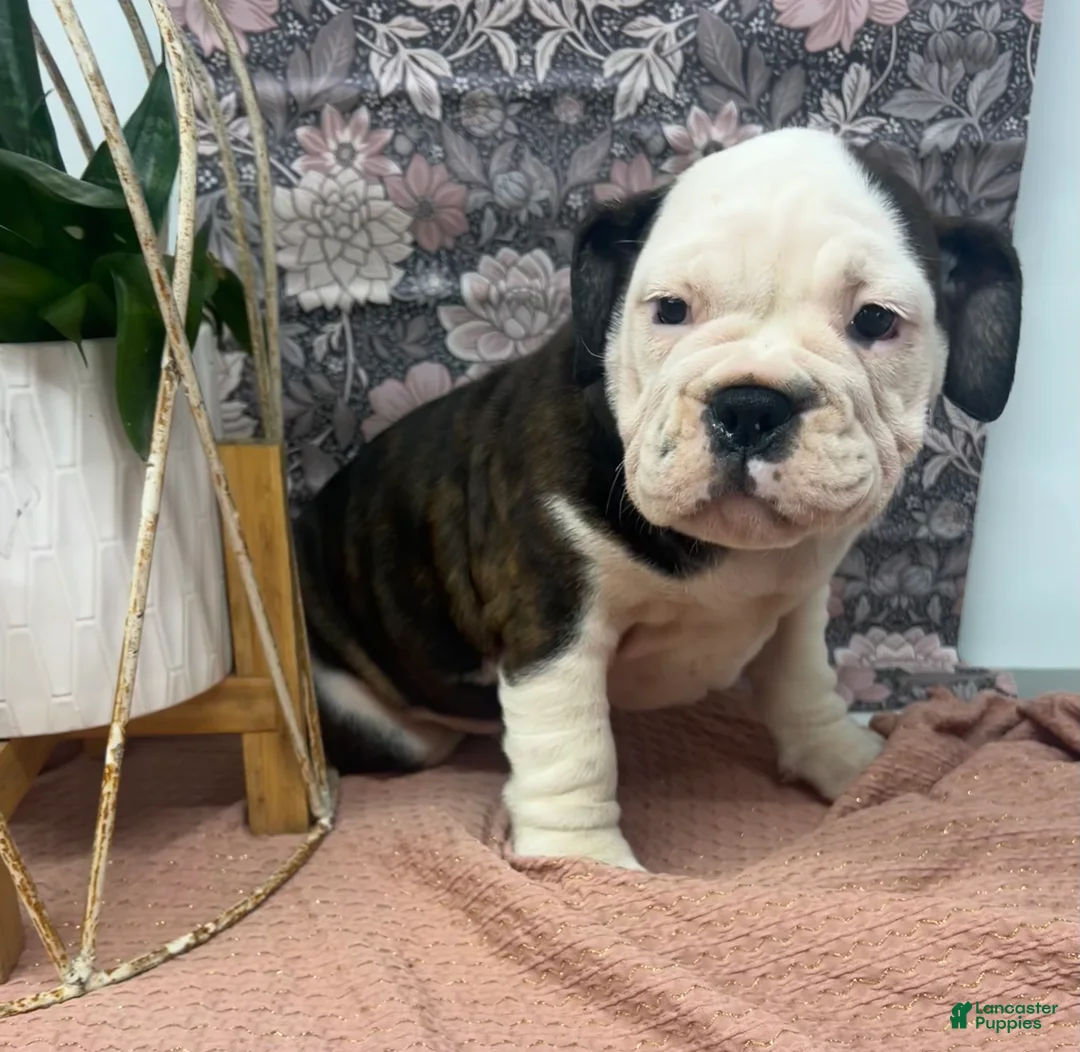 English Bulldog dogs for sale: Lisa - Ad 6