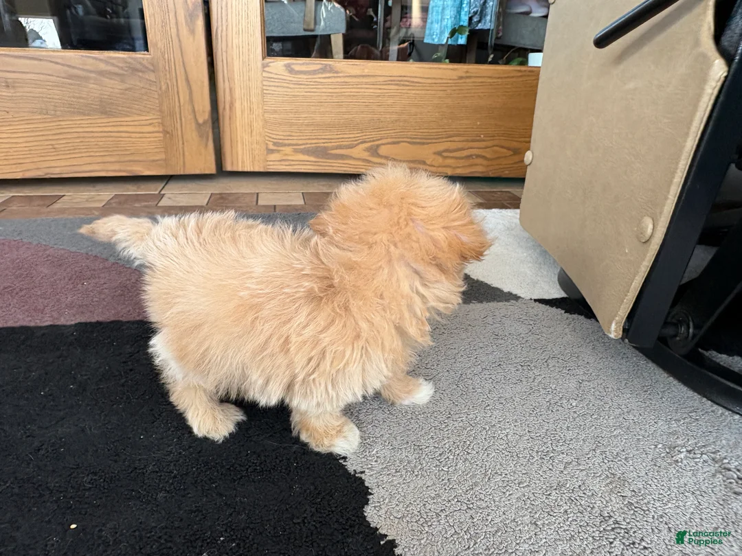 Maltipoo dogs for sale: Maltipoo Female Puppy 4 - Ad 9