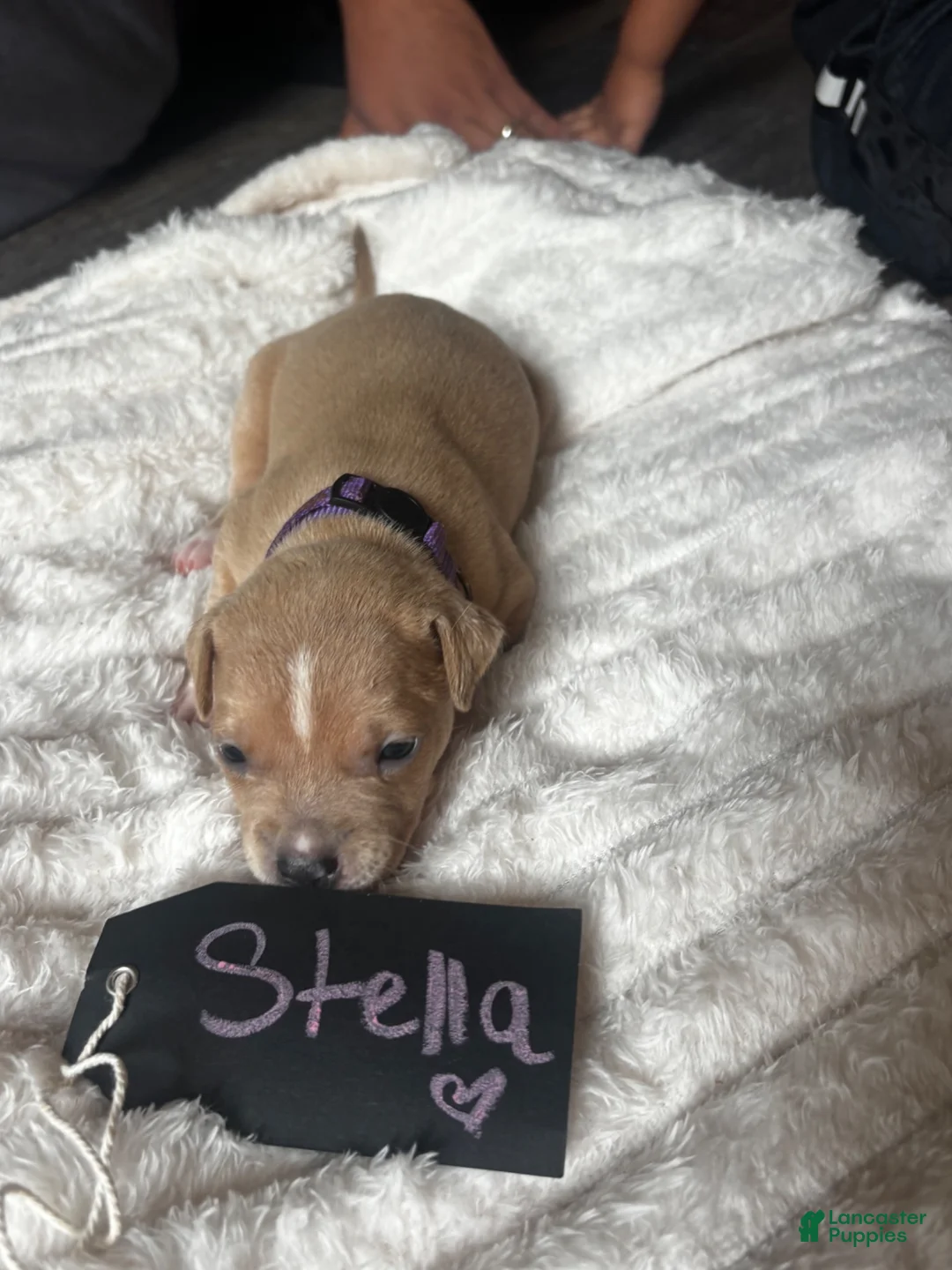American Pit Bull Terrier dogs for sale: Stella  - Ad 1
