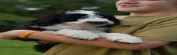 Aussiedoodle dogs for sale: Bruno - Ad 6