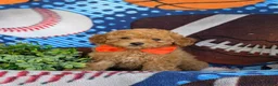 Toy Poodle dogs for sale: Norton 9 lbs Full Grown - Ad 4