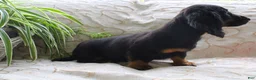 Miniature Dachshund dogs for sale: Macaroni - Ad 6