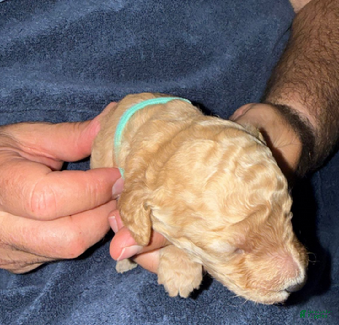 Goldendoodle dogs for sale: W25 Male Teal Collar - Ad 2