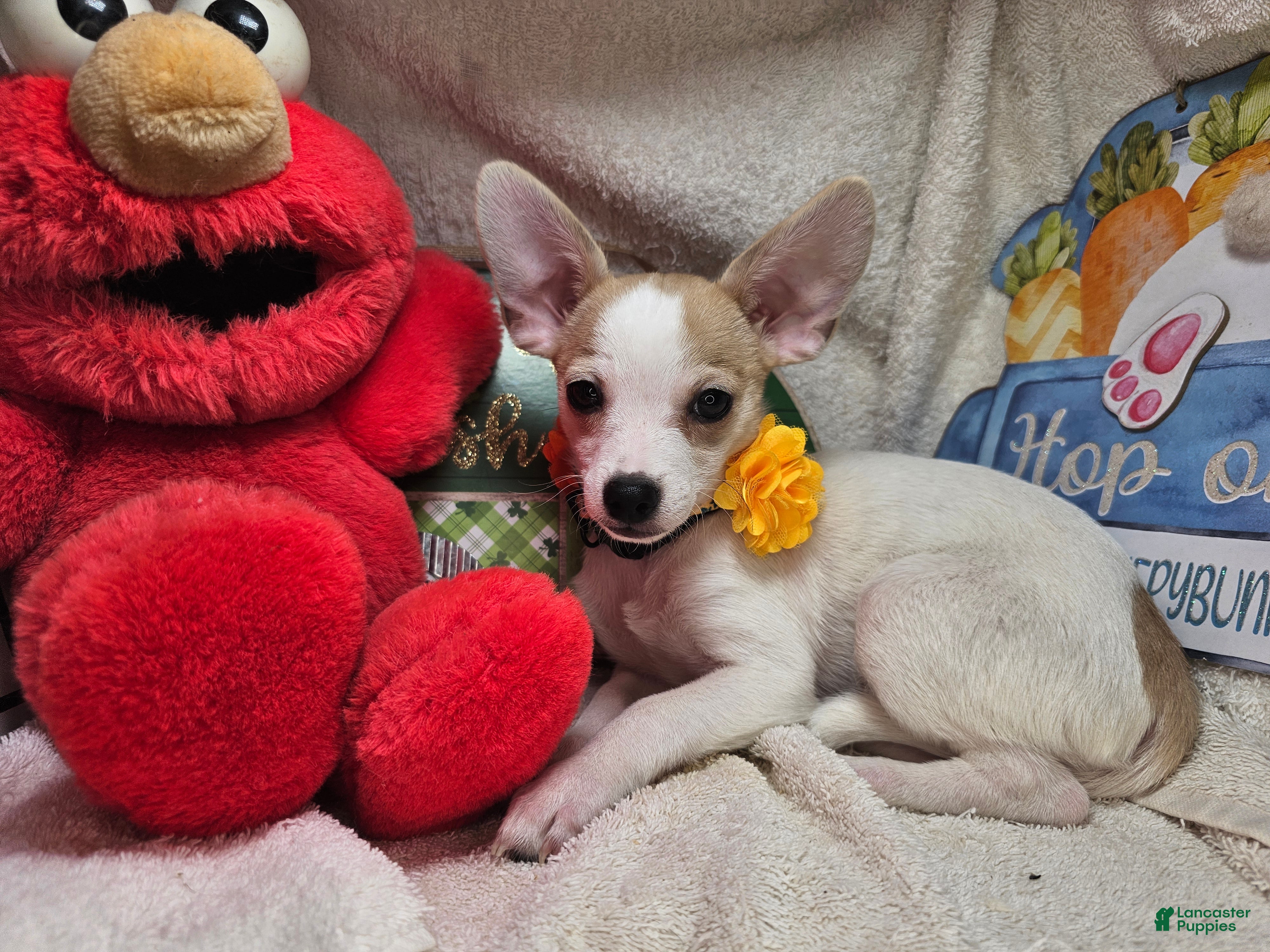 Chihuahua dogs Court Jester - Ad 2