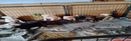 Doberman Pinscher dogs for stud: Black Diamond Prince Carbonado - Ad 6