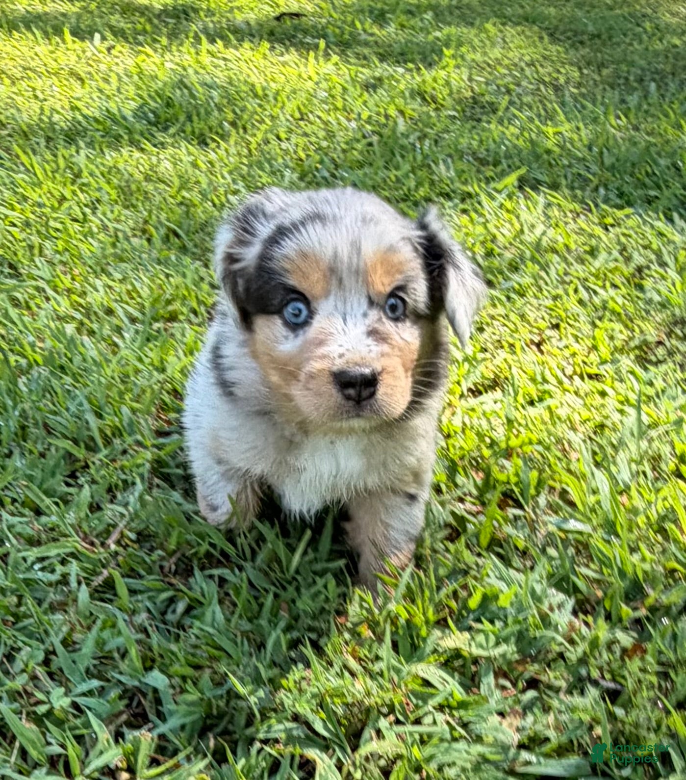 Australian Shepherd dogs Lucy - Ad 1
