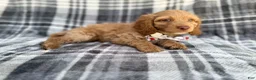 Cockapoo dogs for sale: Trout - Ad 8