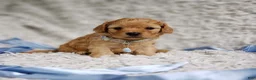 Cavapoo dogs for sale: Presley  - Ad 9