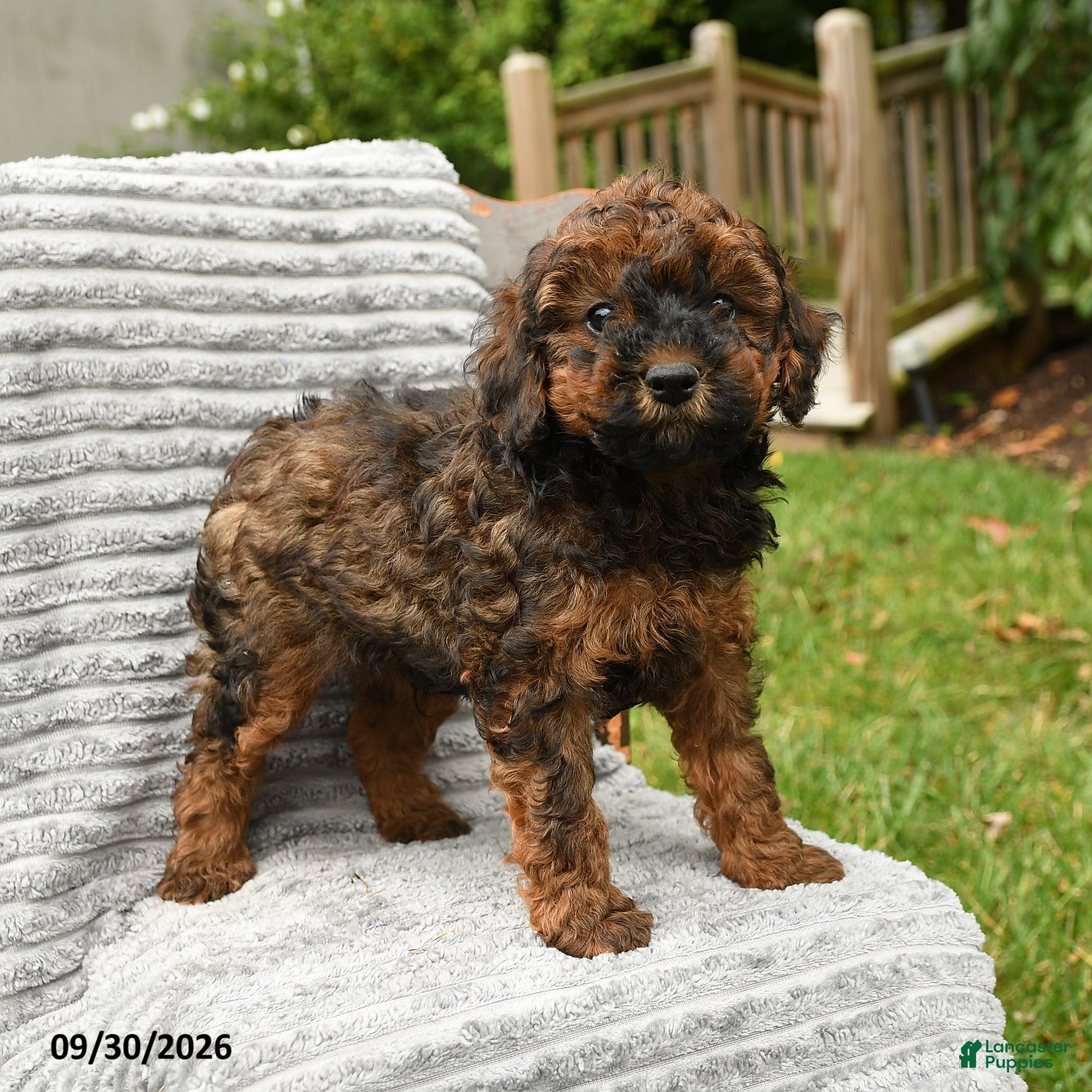 Cockapoo dogs Beau - Ad 1