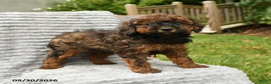 Beau