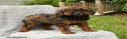 Cockapoo dogs for sale: Beau - Ad 1