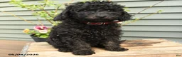 Shihpoo dogs for sale: Ruby - Ad 3