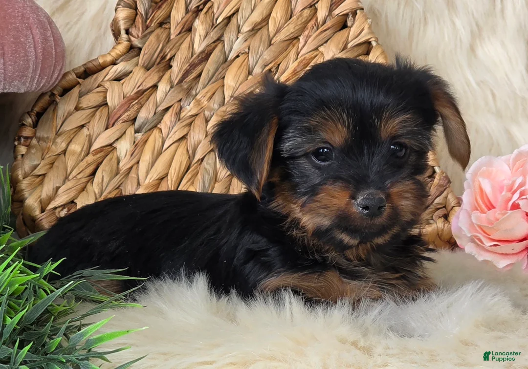 Yorkshire Terrier dogs for sale: Nutmeg  - Ad 3