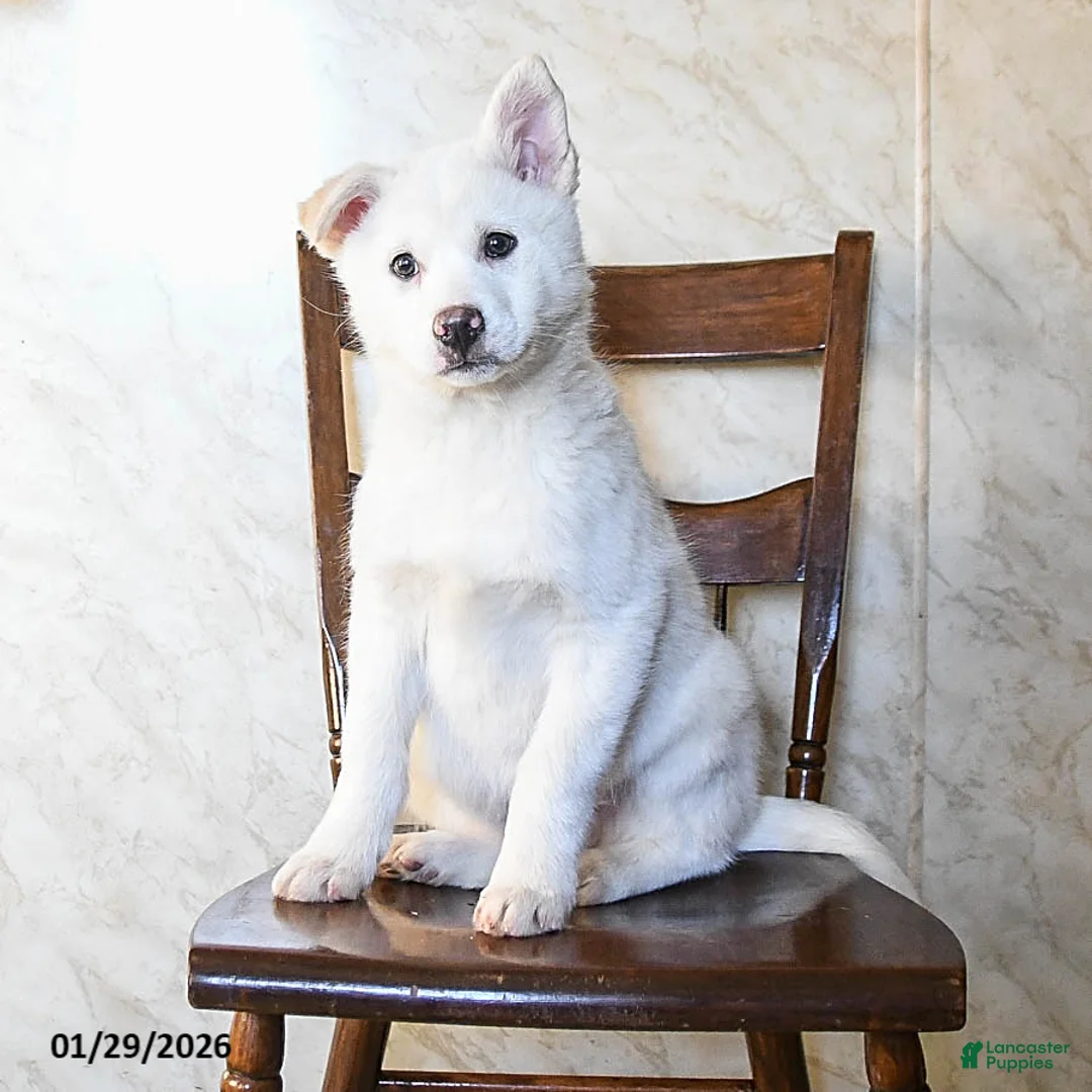 Mixed Breed dogs for sale: Outlaw - Ad 3