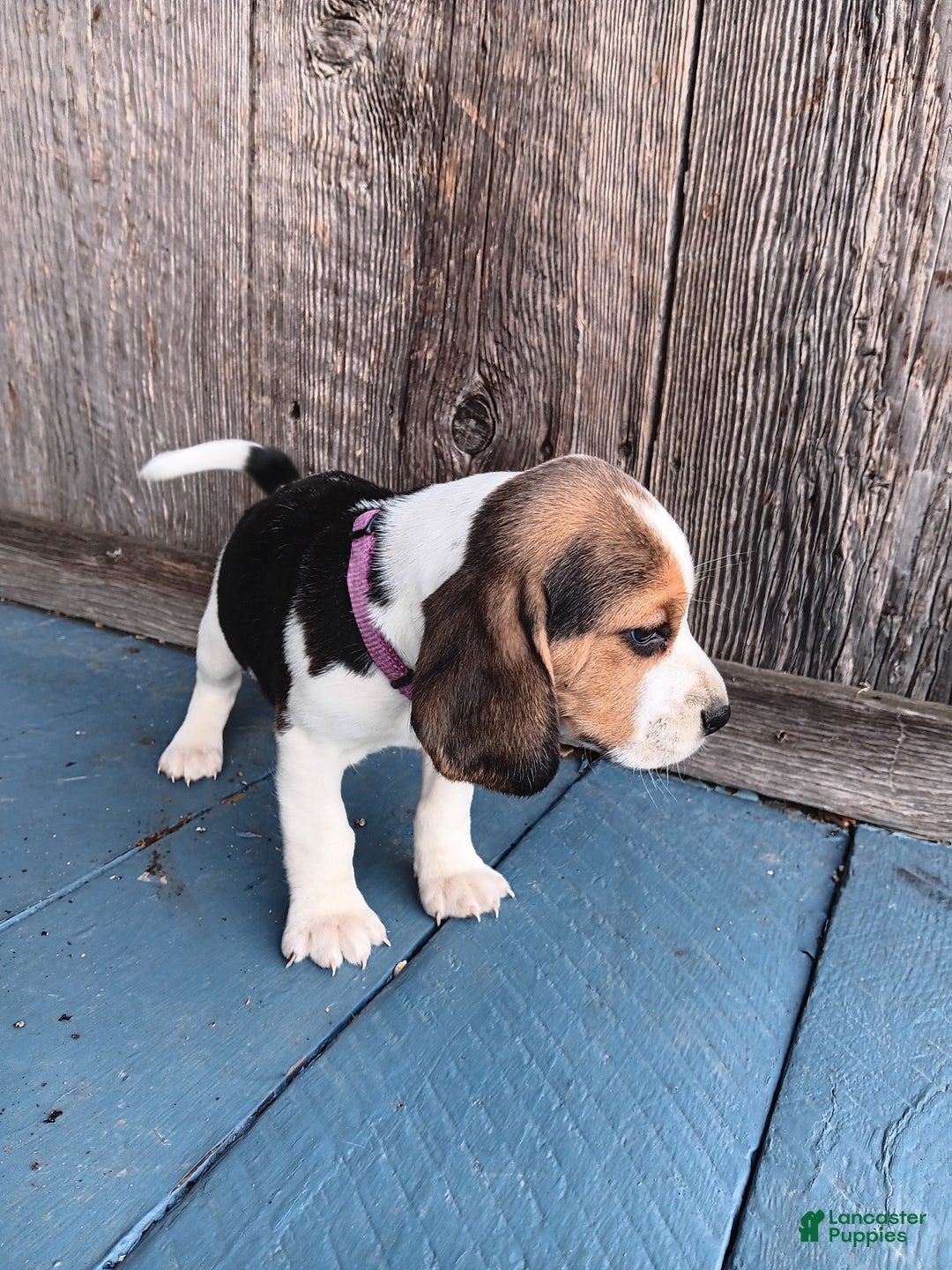 Beagle dogs for sale: Reisin - Ad 2