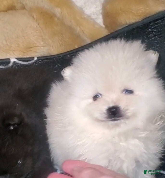 Pomeranian dogs Butterball  - Ad 16