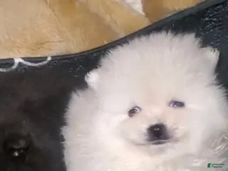 Pomeranian dogs Butterball - Ad 34