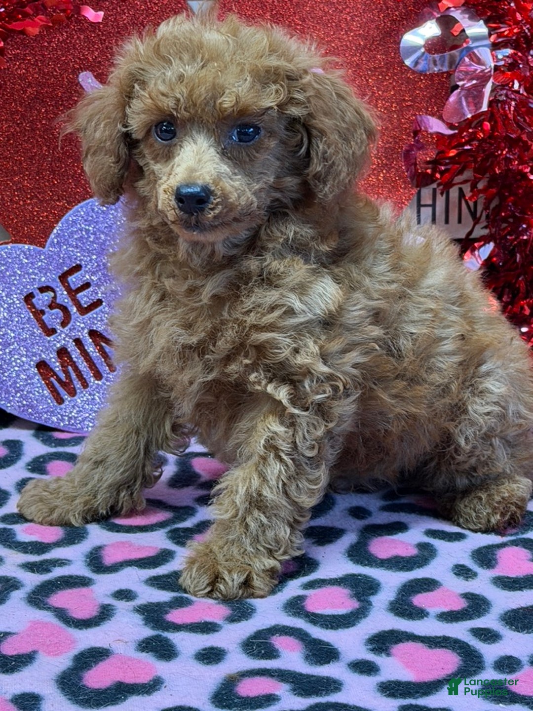 Toy Poodle dogs for sale: Landon - Ad 2