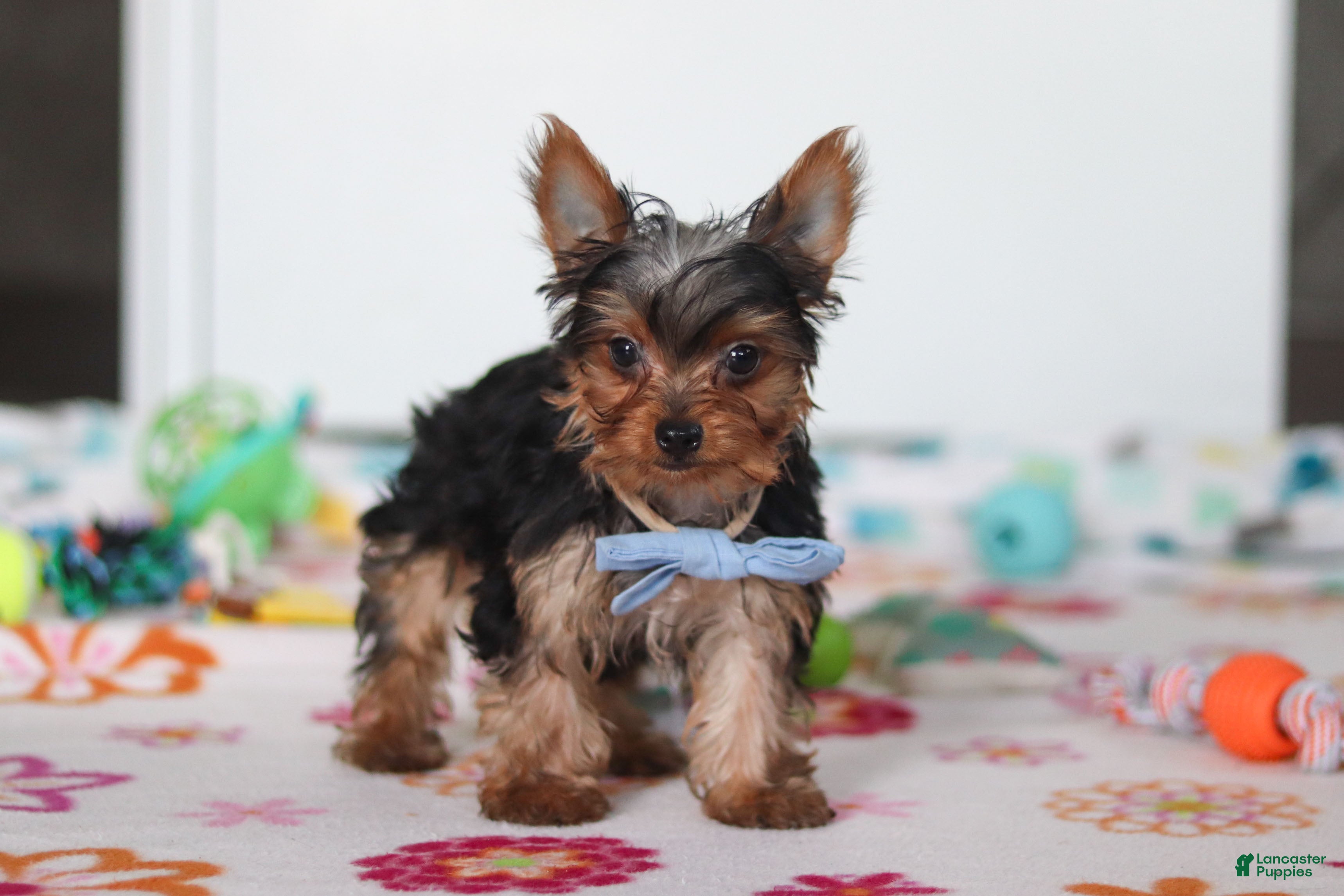 Yorkshire Terrier dogs Bear - Ad 1