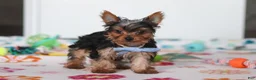 Yorkshire Terrier dogs for sale: Bear - Ad 1