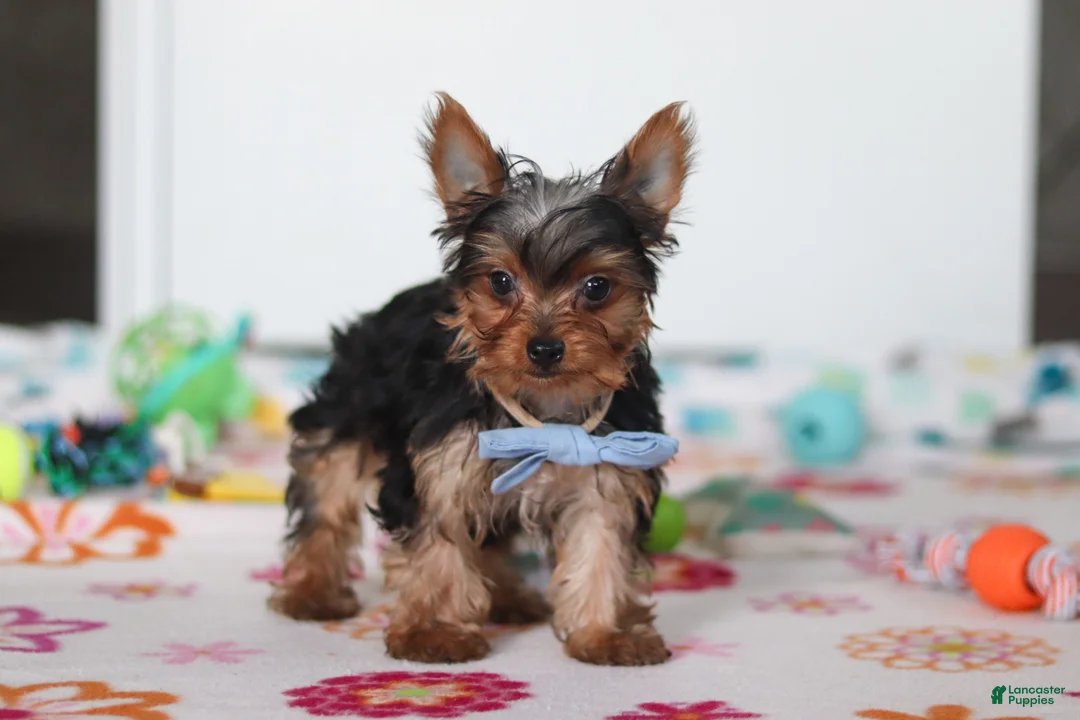Yorkshire Terrier dogs for sale: Bear - Ad 1