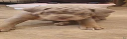 Olde English Bulldogge dogs for sale: Olde English Bulldogge 3 - Ad 4