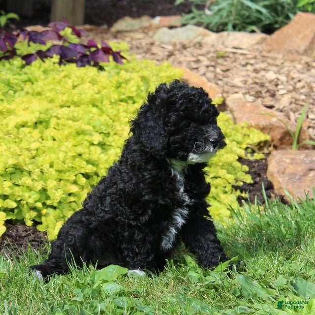 Toy Poodle dogs Chelsea  - Ad 2
