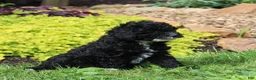Toy Poodle dogs for sale: Chelsea  - Ad 2