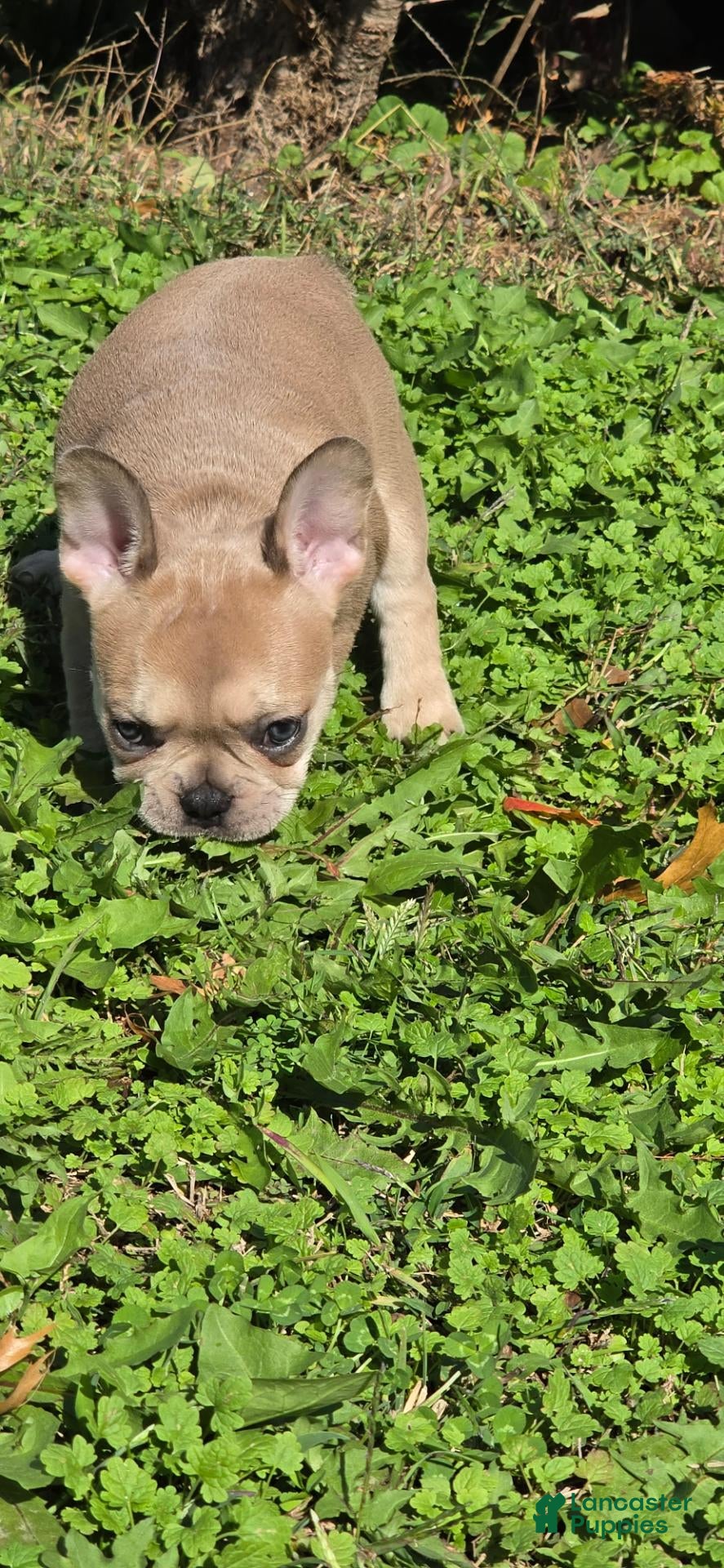 French Bulldog dogs for sale: Star - Ad 12