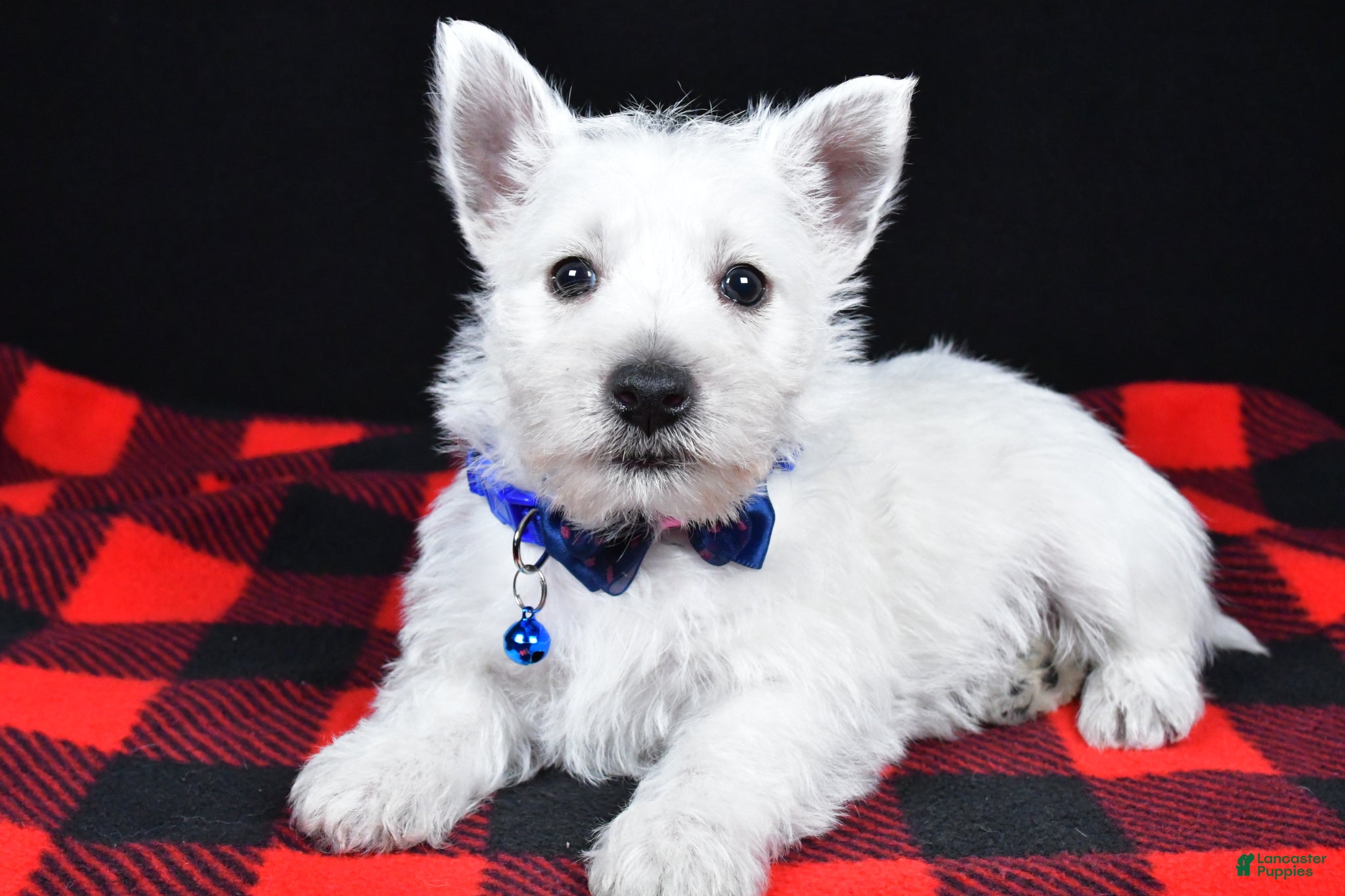 West Highland Terrier dogs Kaden - Ad 1