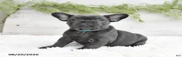 French Bulldog dogs for sale: Muffin - Ad 1