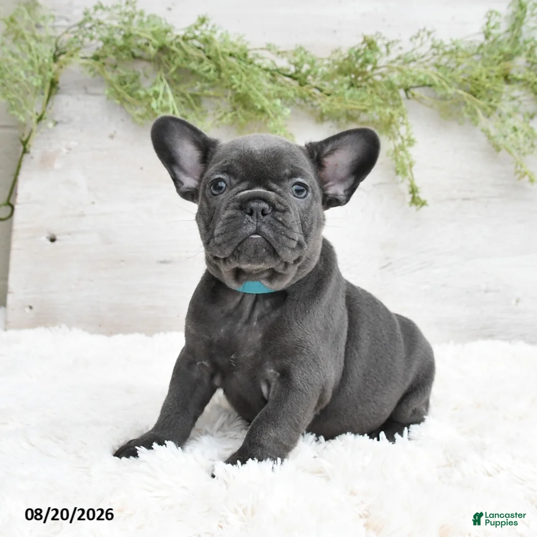 French Bulldog dogs for sale: Muffin - Ad 1