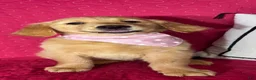 Golden Retriever dogs for sale: Gloria - Ad 4