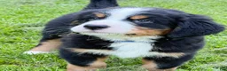 Bernese Mountain Dog dogs for sale: Duke - Ad 3